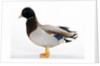 Call Duck by Anonymous