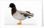 Call Duck by Anonymous