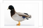 Call Duck by Anonymous