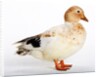 Call Duck by Anonymous