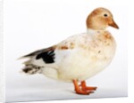 Call Duck by Anonymous