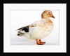 Call Duck by Anonymous