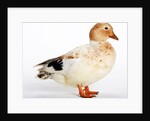 Call Duck by Anonymous