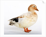 Call Duck by Anonymous