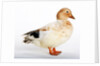 Call Duck by Anonymous