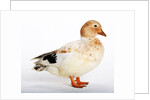 Call Duck by Anonymous