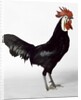 White Faced Black Spanish Cockerel by Anonymous