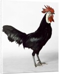 White Faced Black Spanish Cockerel by Anonymous
