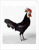 White Faced Black Spanish Cockerel by Anonymous