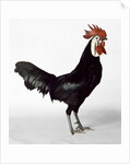White Faced Black Spanish Cockerel by Anonymous