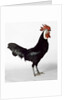 White Faced Black Spanish Cockerel by Anonymous