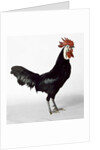 White Faced Black Spanish Cockerel by Anonymous