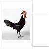 White Faced Black Spanish Cockerel by Anonymous