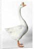 Chinese Goose by Anonymous