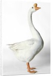 Chinese Goose by Anonymous