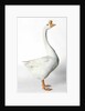 Chinese Goose by Anonymous