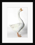 Chinese Goose by Anonymous