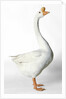 Chinese Goose by Anonymous