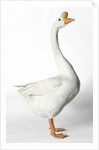 Chinese Goose by Anonymous