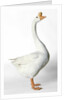 Chinese Goose by Anonymous