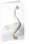 Chinese Goose by Anonymous