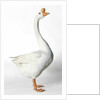 Chinese Goose by Anonymous