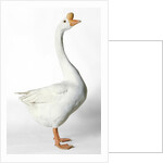 Chinese Goose by Anonymous