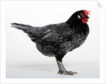 Blue Andalusian Hen by Anonymous
