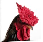 Derbyshire Redcap Rooster by Anonymous