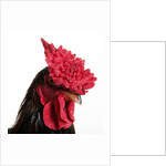 Derbyshire Redcap Rooster by Anonymous