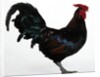 Derbyshire Redcap Rooster by Anonymous