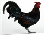 Derbyshire Redcap Rooster by Anonymous