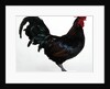 Derbyshire Redcap Rooster by Anonymous