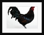 Derbyshire Redcap Rooster by Anonymous