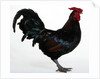 Derbyshire Redcap Rooster by Anonymous
