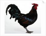 Derbyshire Redcap Rooster by Anonymous