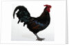 Derbyshire Redcap Rooster by Anonymous