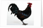 Derbyshire Redcap Rooster by Anonymous