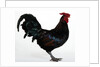 Derbyshire Redcap Rooster by Anonymous