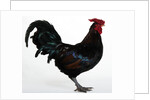 Derbyshire Redcap Rooster by Anonymous
