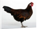 Derbyshire Redcap Hen by Anonymous
