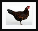 Derbyshire Redcap Hen by Anonymous