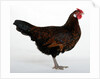 Derbyshire Redcap Hen by Anonymous