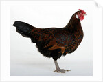 Derbyshire Redcap Hen by Anonymous