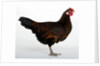 Derbyshire Redcap Hen by Anonymous
