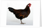 Derbyshire Redcap Hen by Anonymous