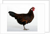 Derbyshire Redcap Hen by Anonymous