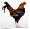 Old English Game Bantam by Anonymous
