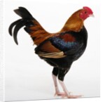 Old English Game Bantam by Anonymous