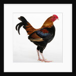 Old English Game Bantam by Anonymous